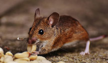 24 Hour & Emergency Exterminators in Clinton Township, MI